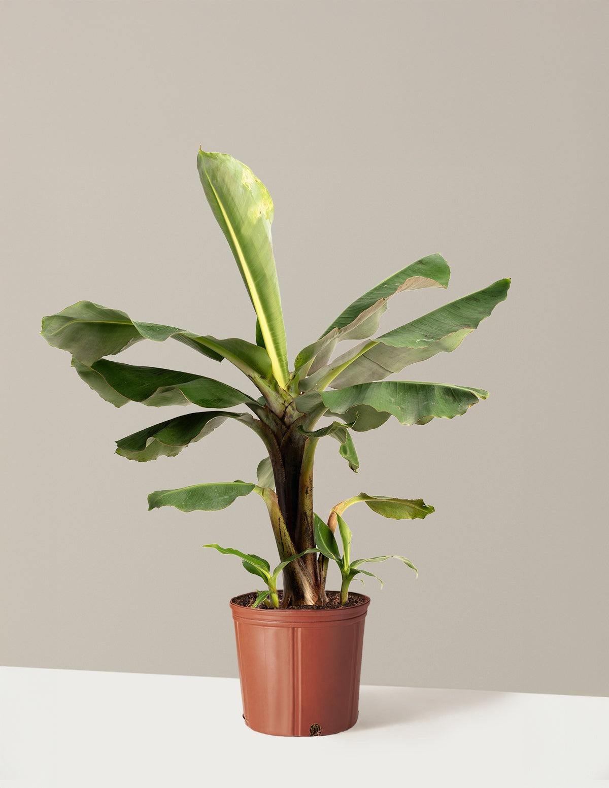 Truly Tiny Dwarf Banana Tree