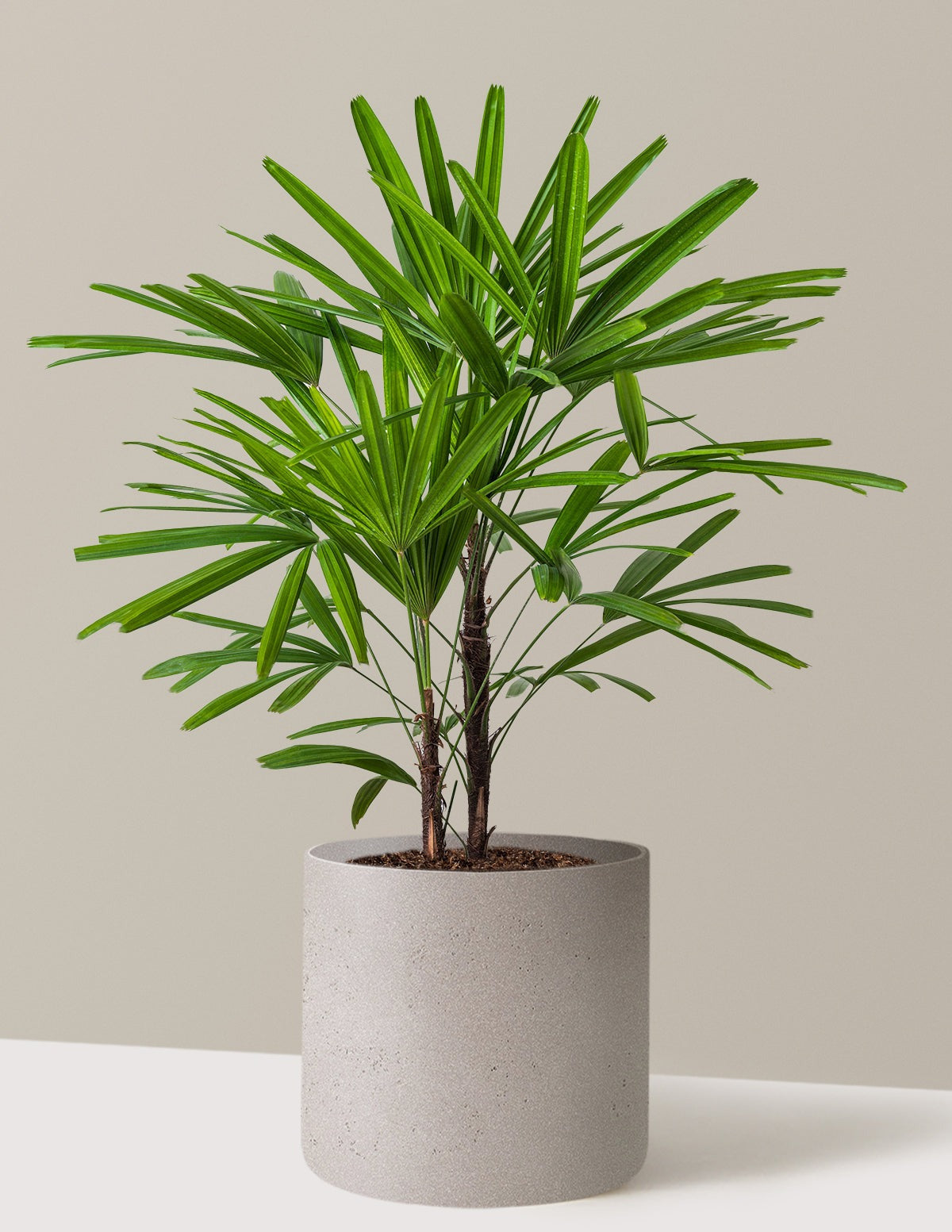 Large Lady Palm