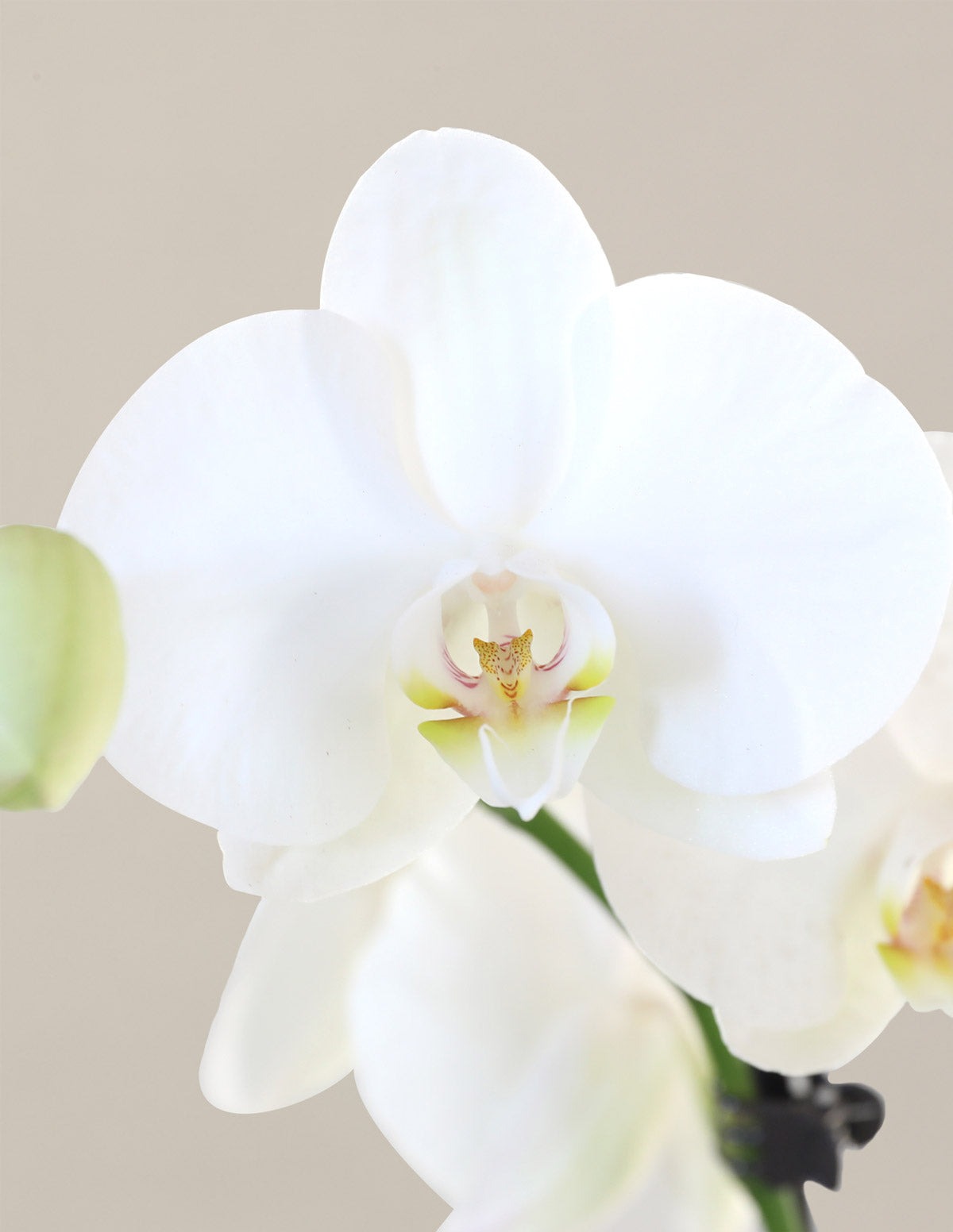 Orchid Confetti Party Pack