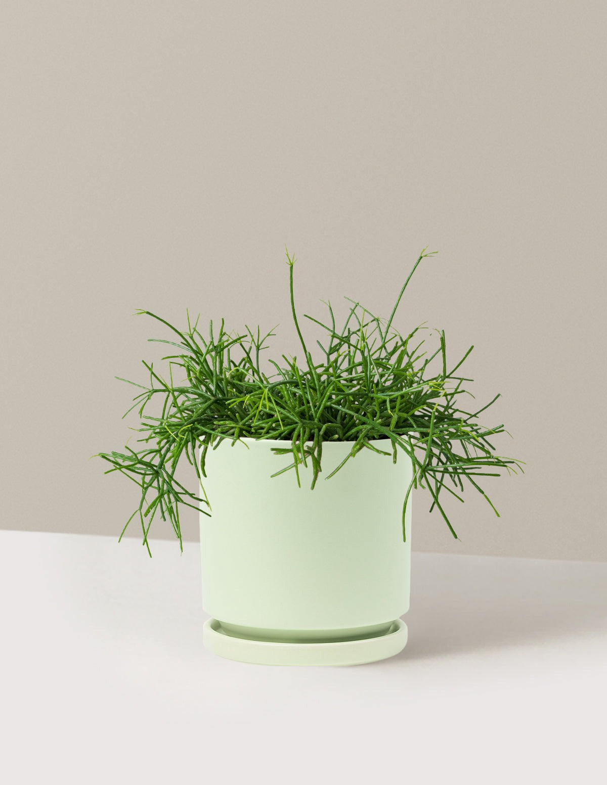Mistletoe Cactus