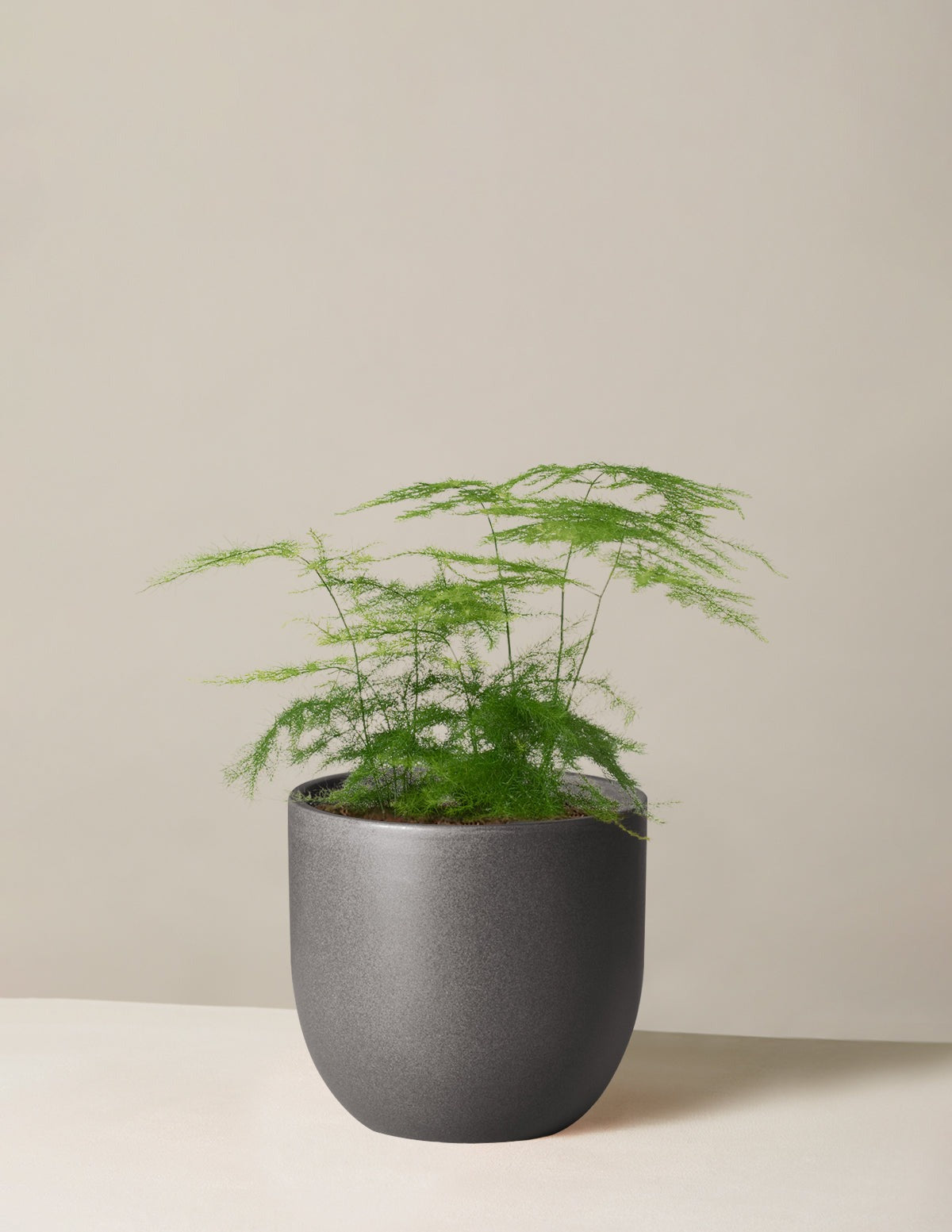 Asparagus Fern