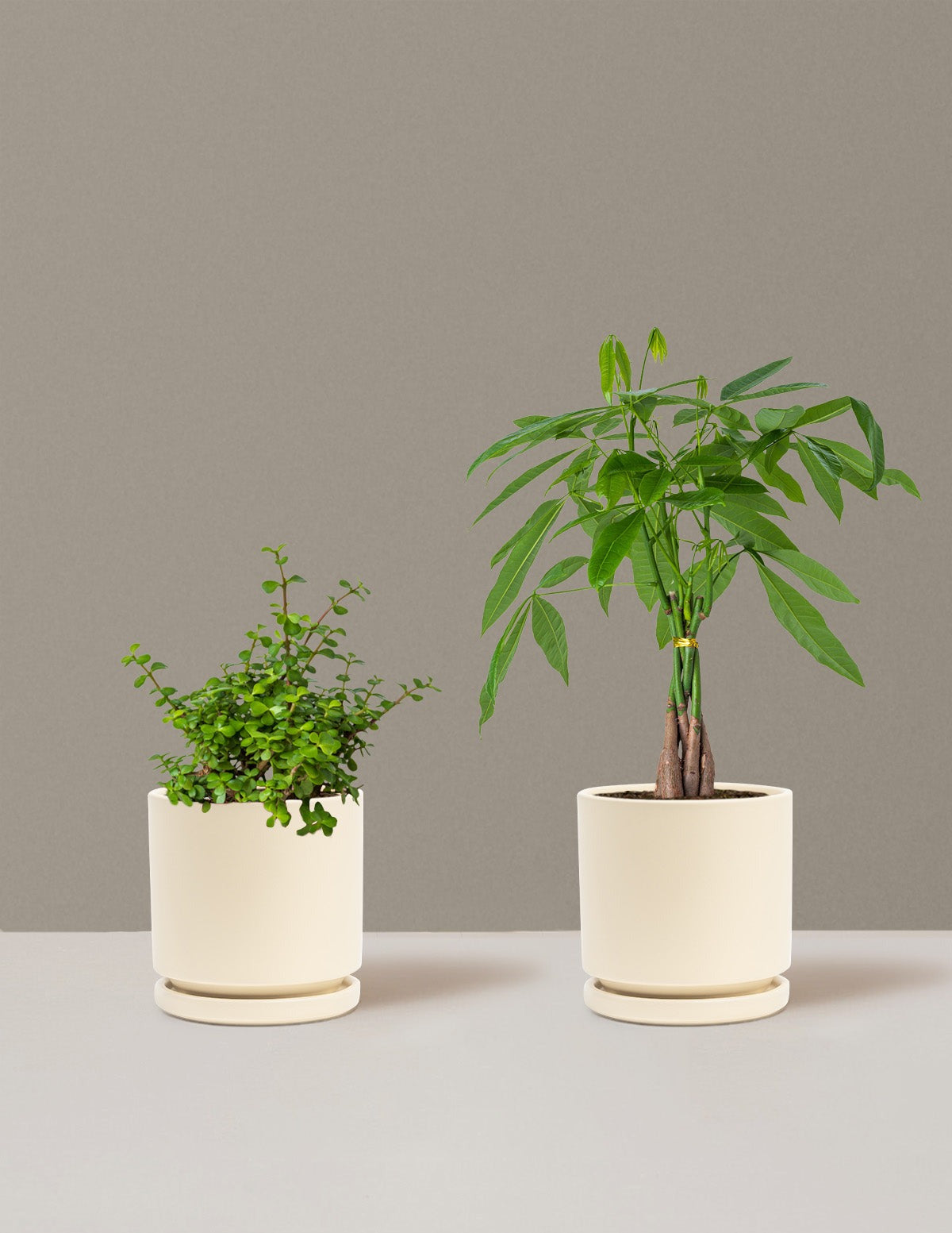 Prosperity Duo