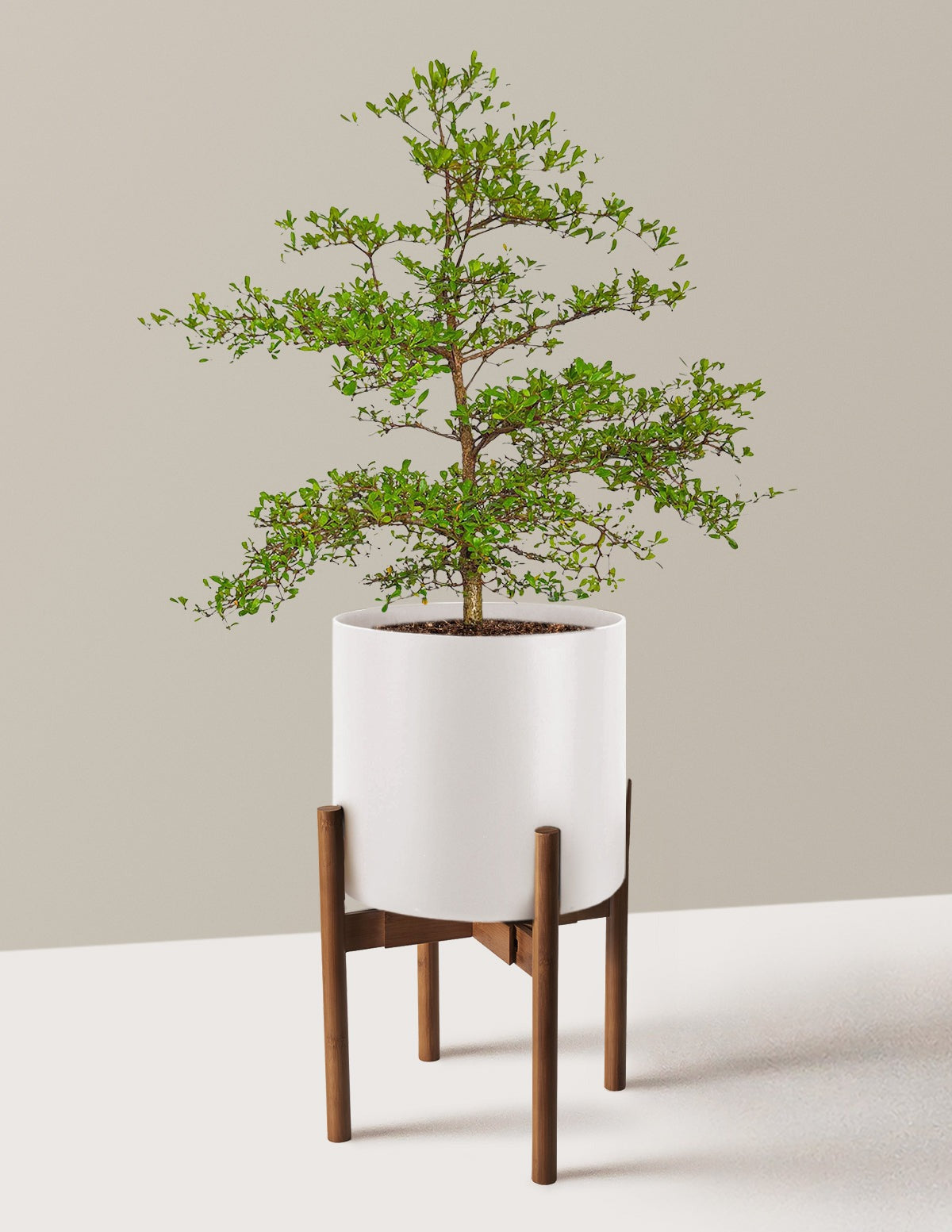 Black Olive Tree