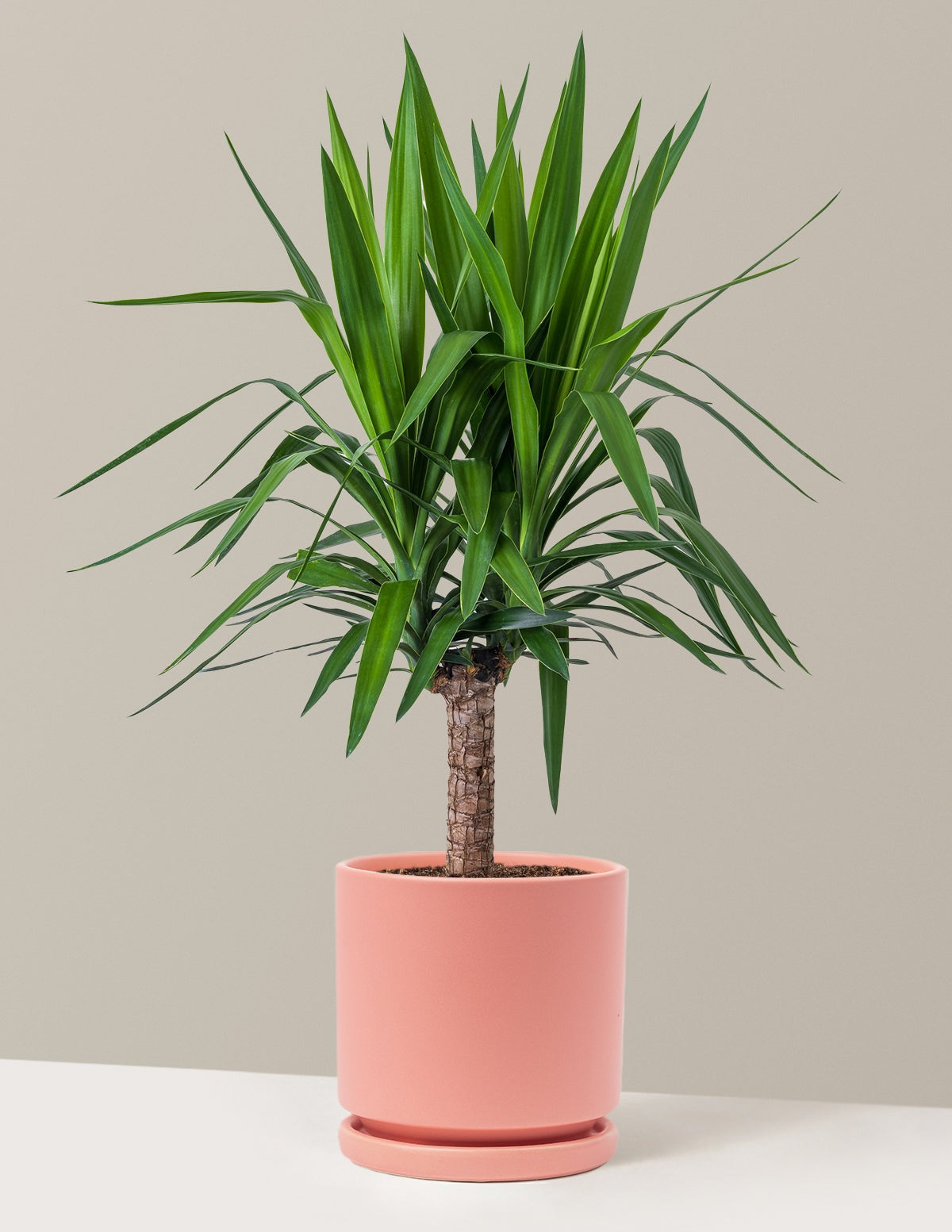 Yucca Plant Single Stem
