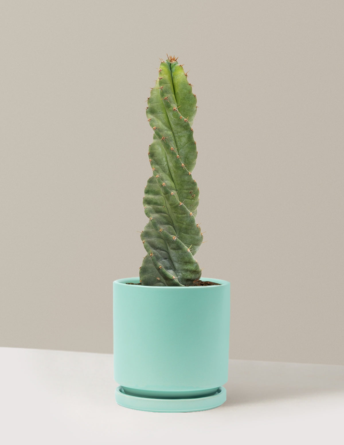 Spiral Cactus