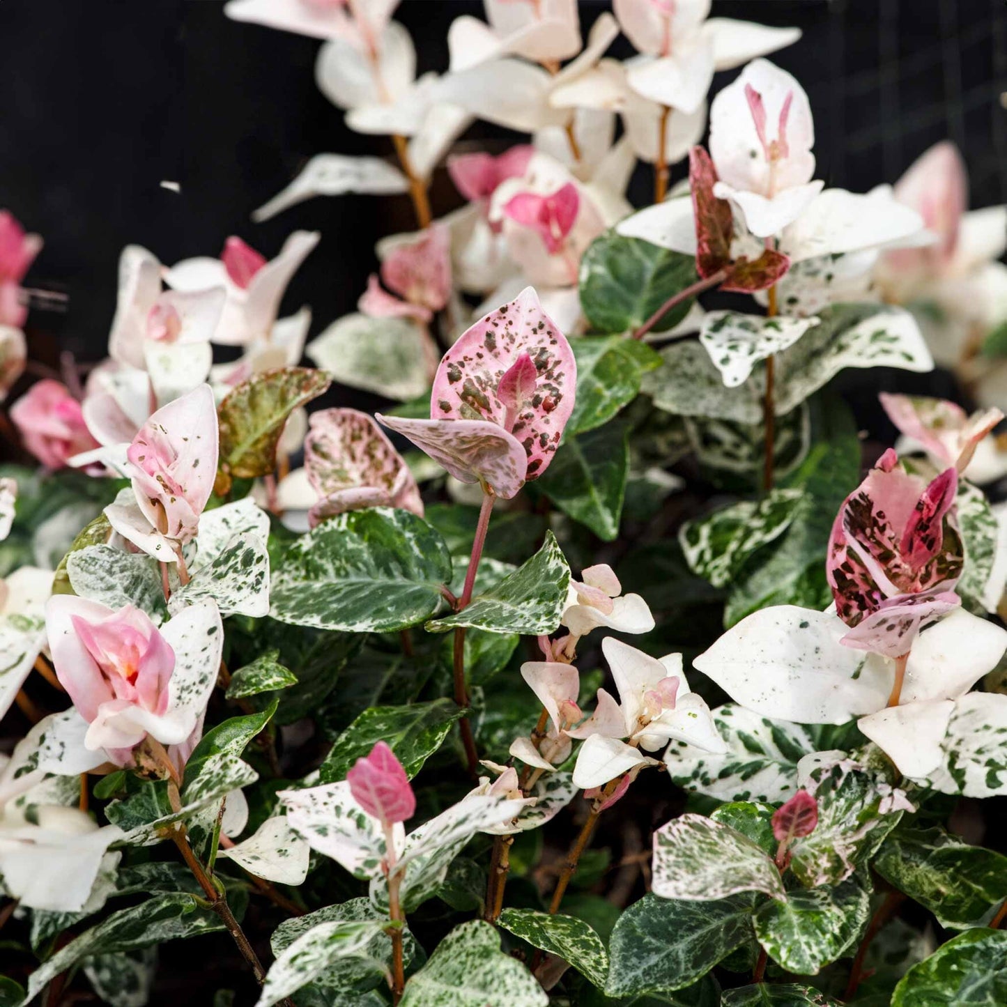 Snow-N-SummerTM Asiatic Jasmine