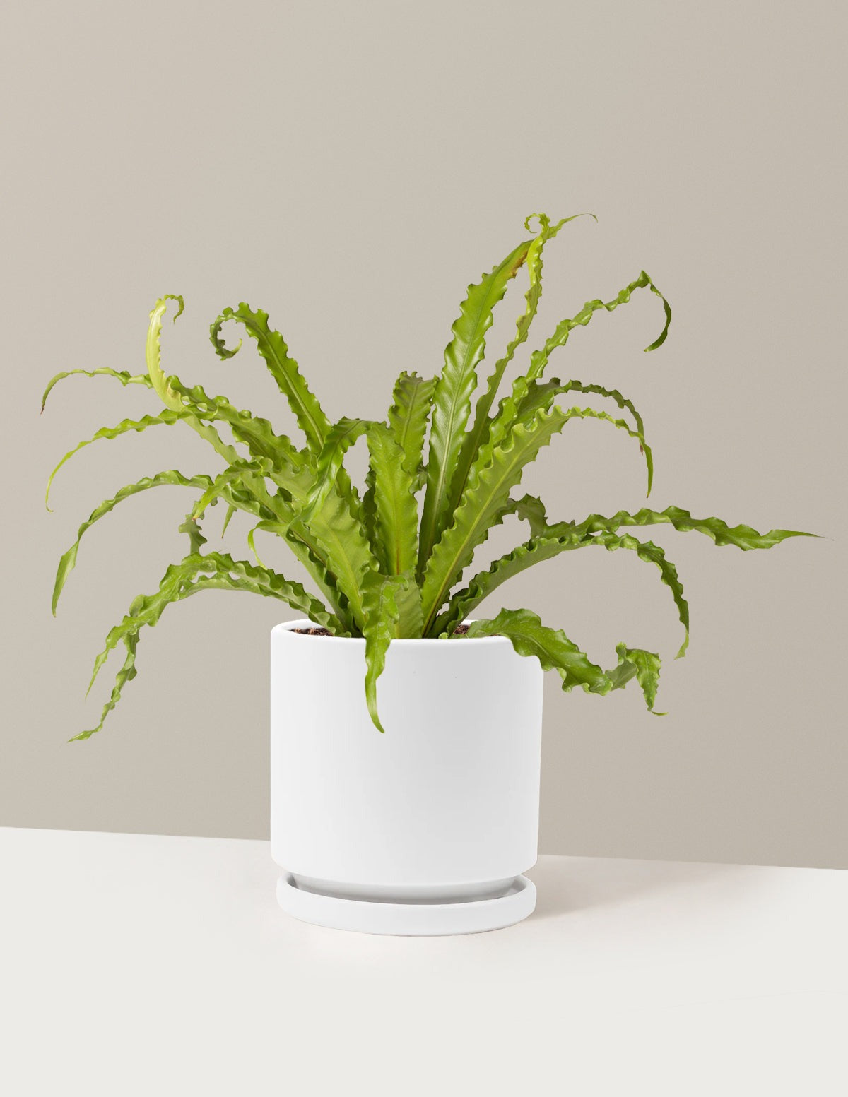 Bird's Nest Fern