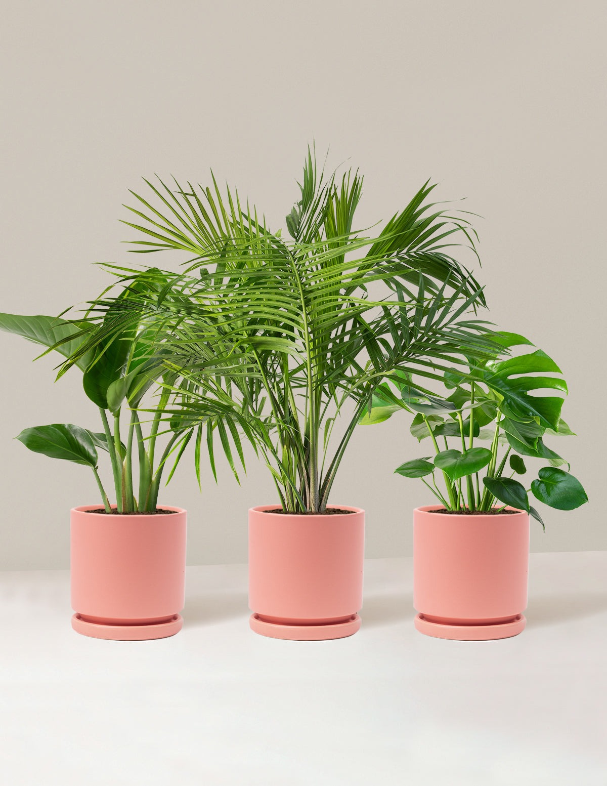 Tropical Trio