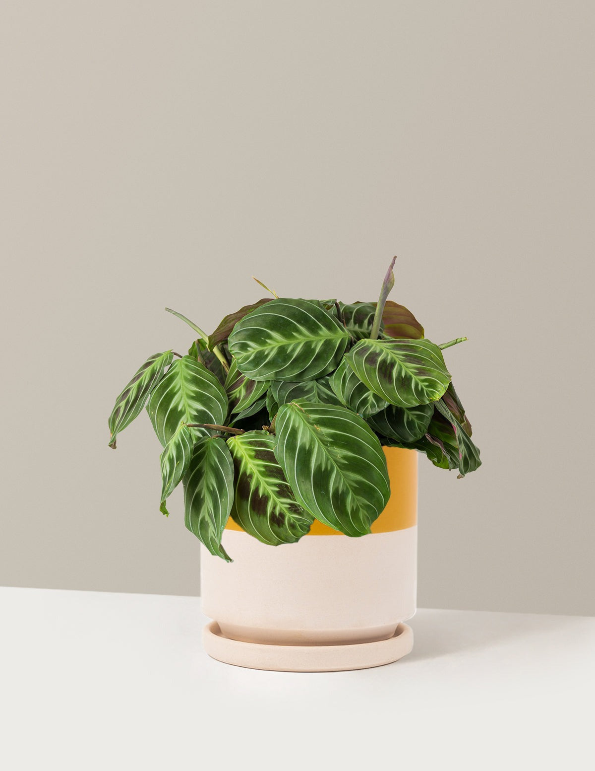 Black Prayer Plant