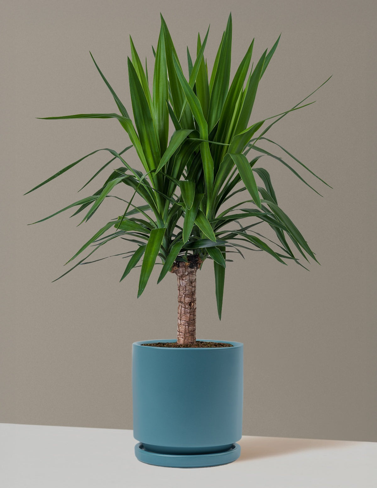 Yucca Plant Single Stem