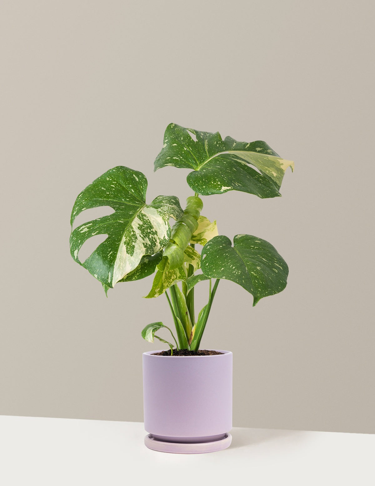 Monstera Thai Constellation