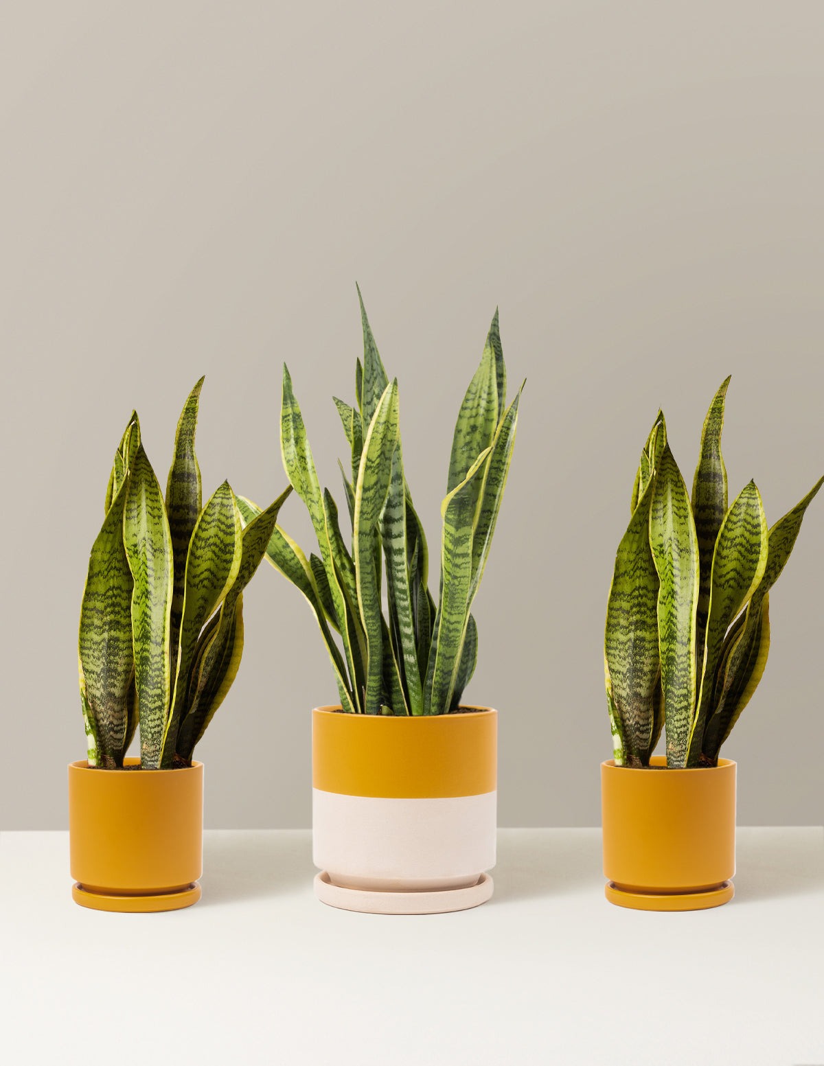 Air Purifying Trio