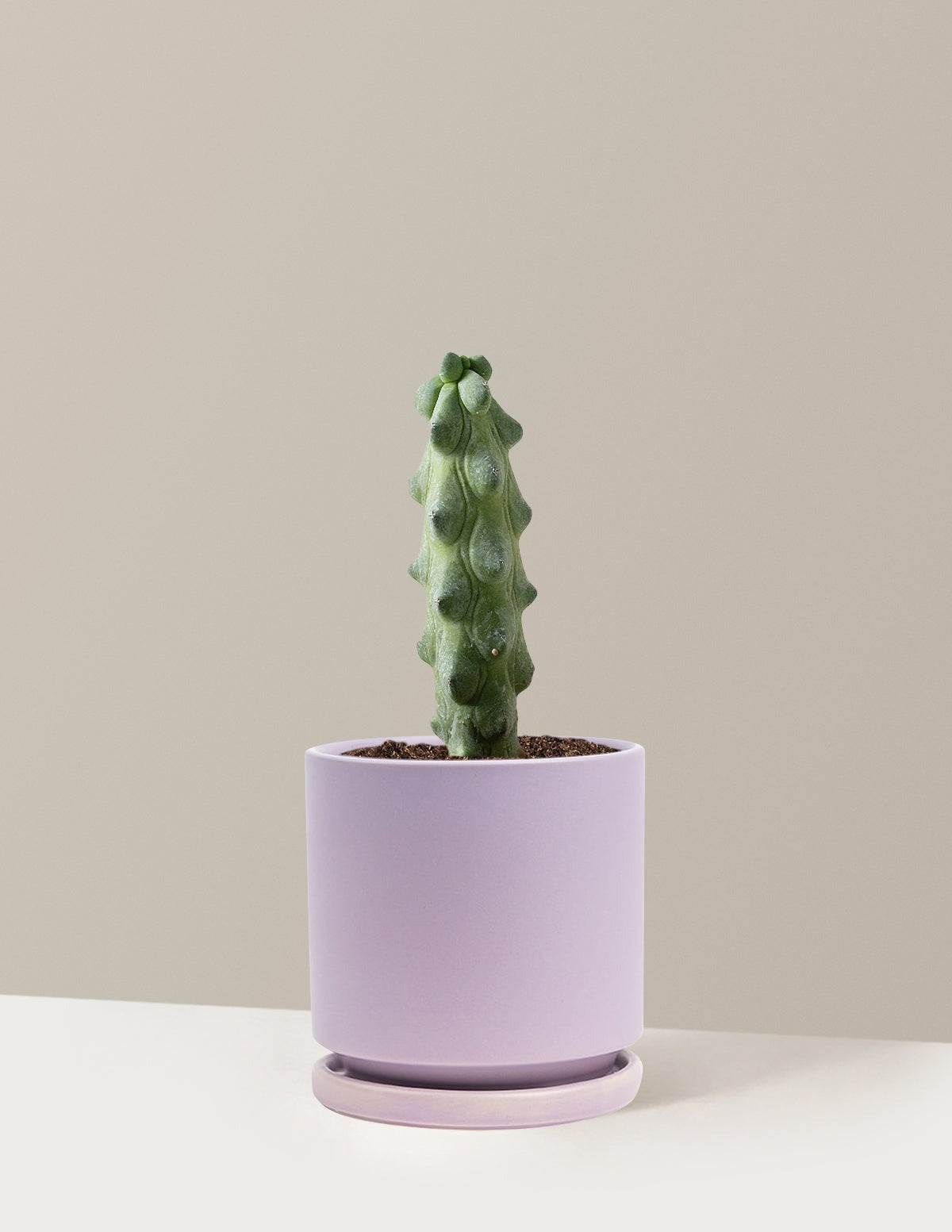 Boobie Cactus