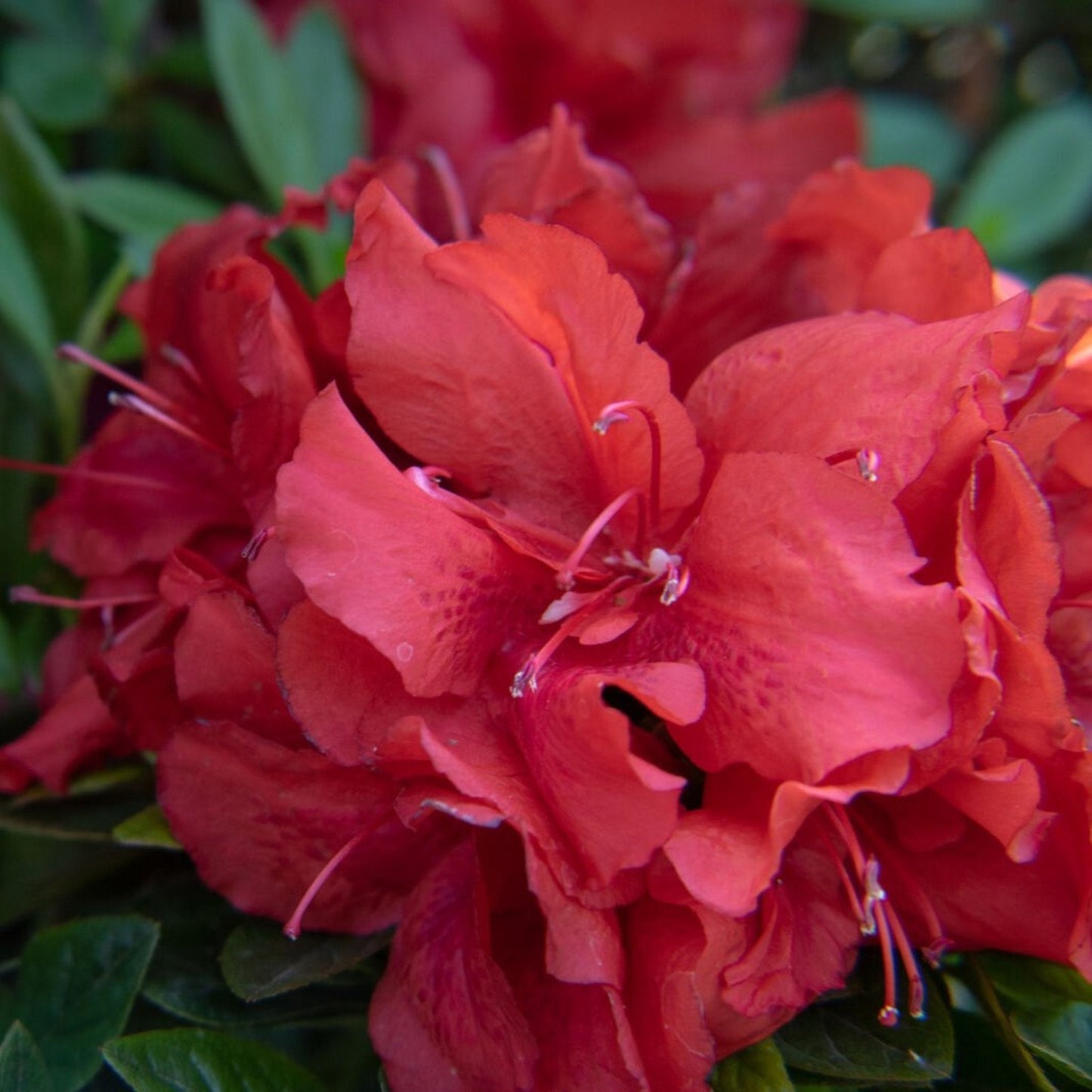 Ever AfterTM Ruby Azalea