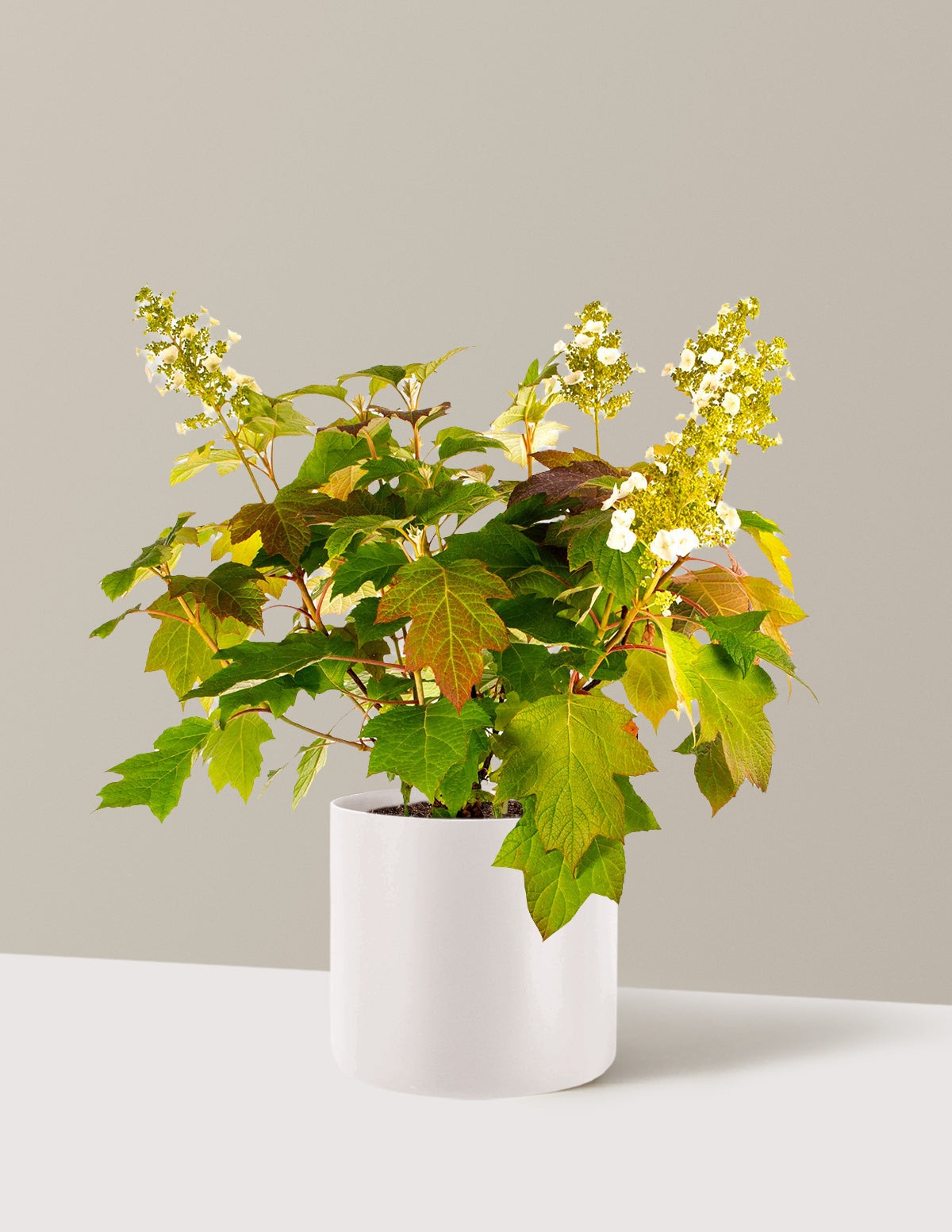 Toy SoldierTM Hydrangea