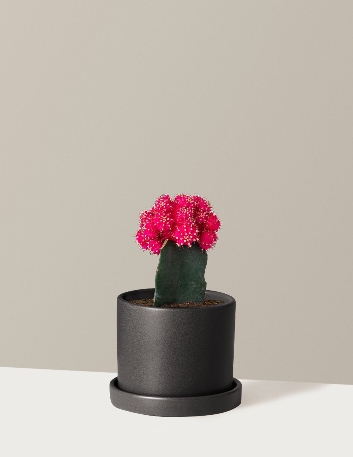 Moon Cactus