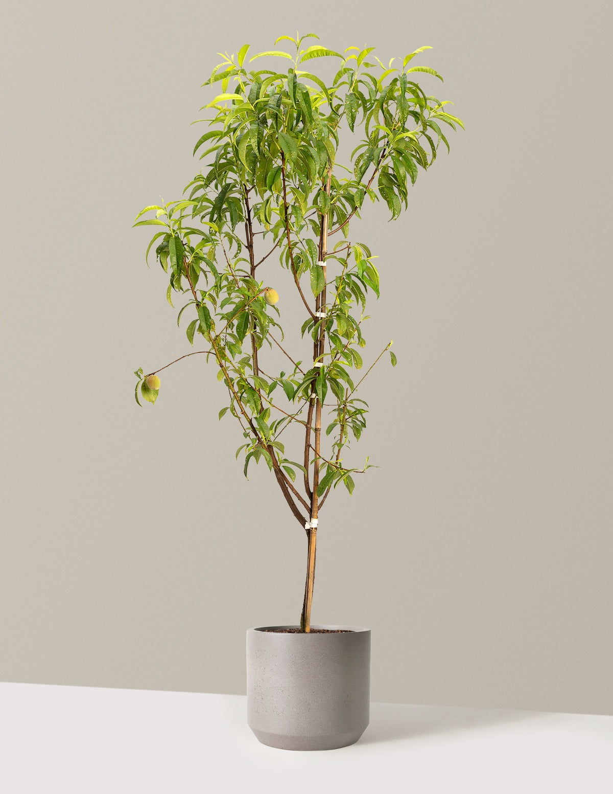 Multi-Fruit Peach Tree