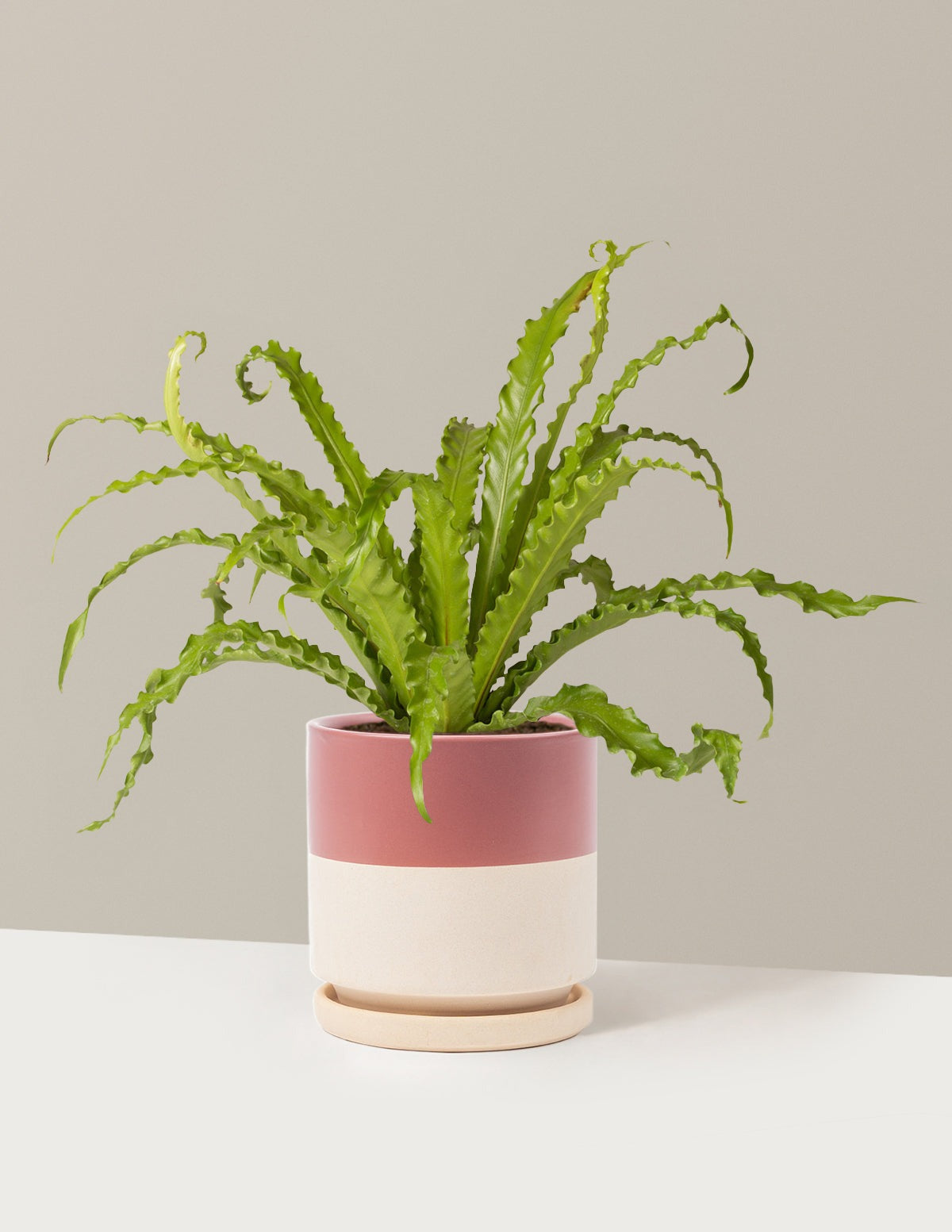 Bird's Nest Fern
