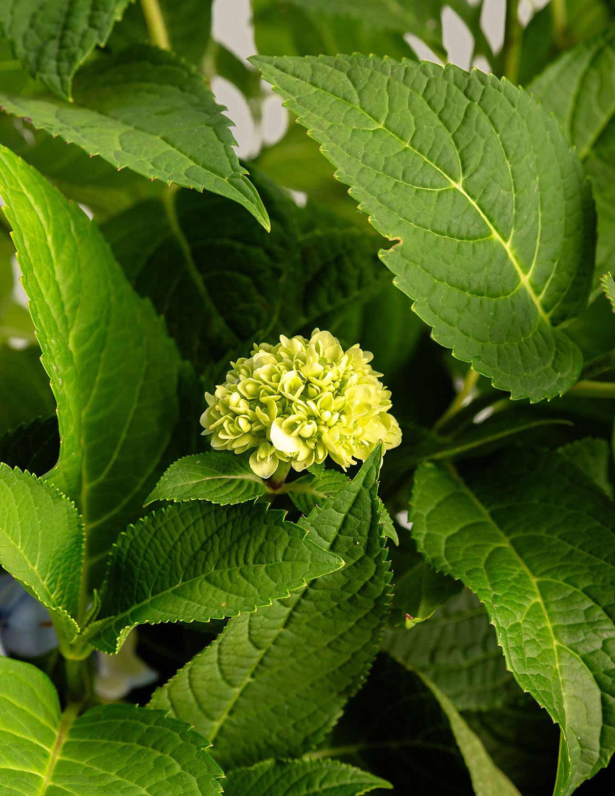 Endless Summer® Hydrangea