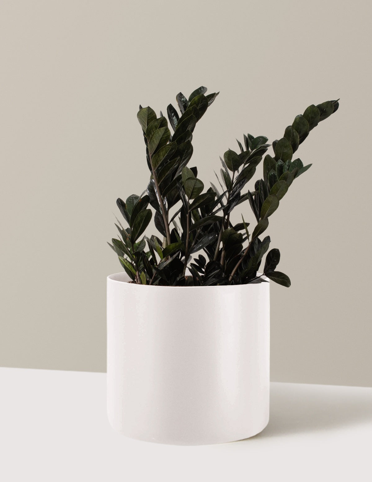 Black ZZ Plant