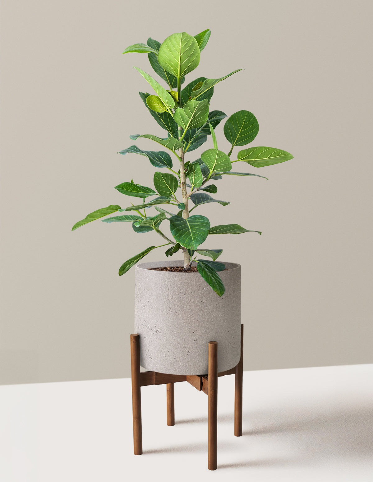 Ficus Audrey Bush