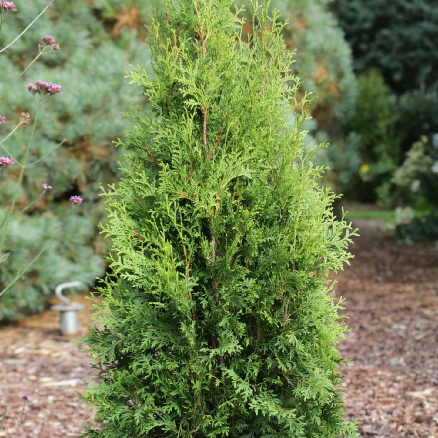 Private JetTM Arborvitae