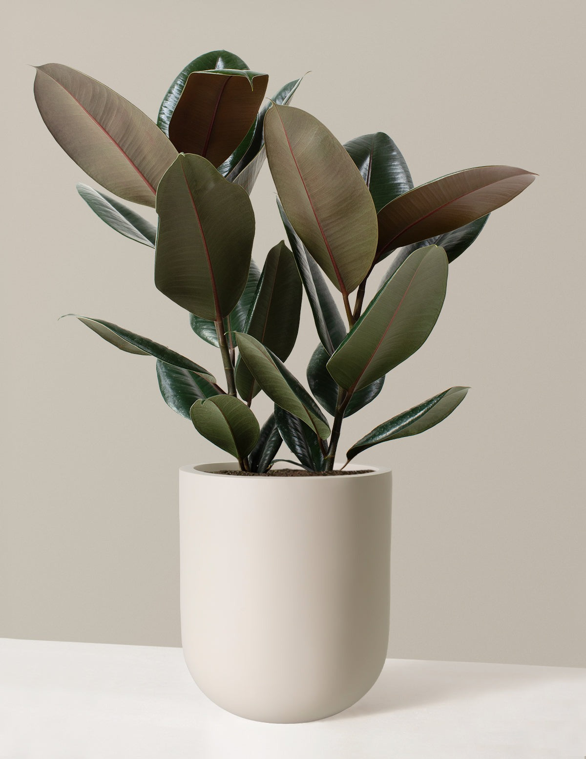 Ficus Burgundy Rubber Plant