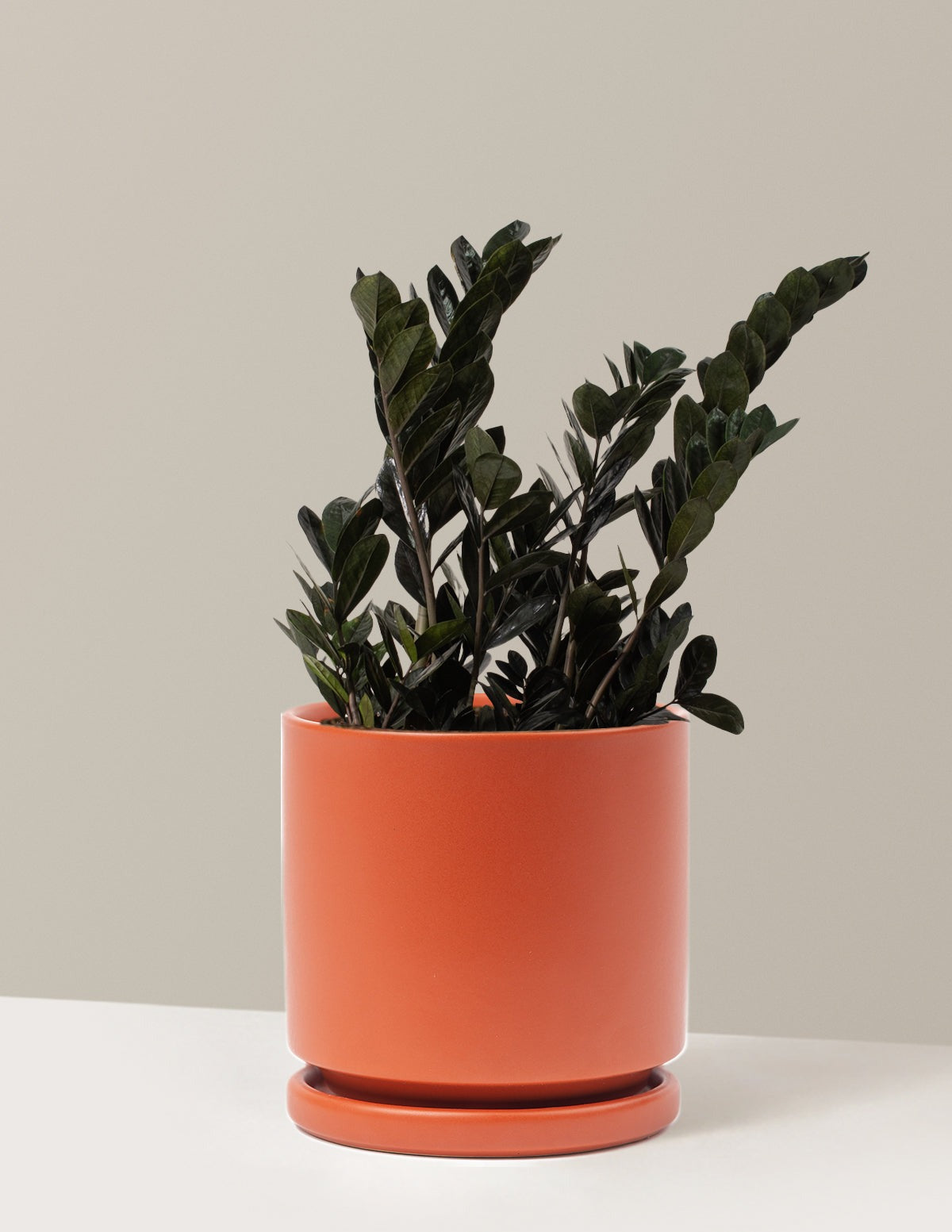 Black ZZ Plant