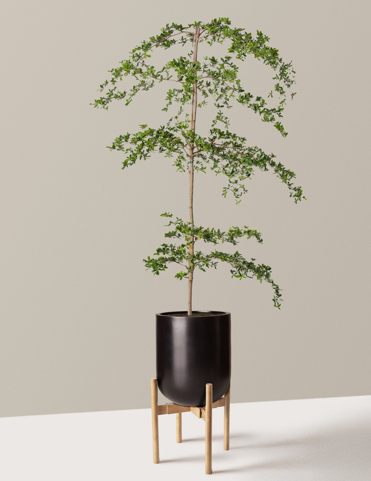 Black Olive Tree