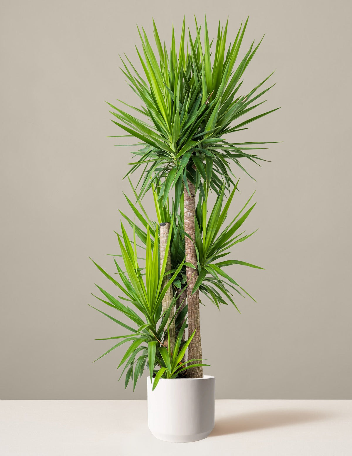 Yucca Plant Multi Stem