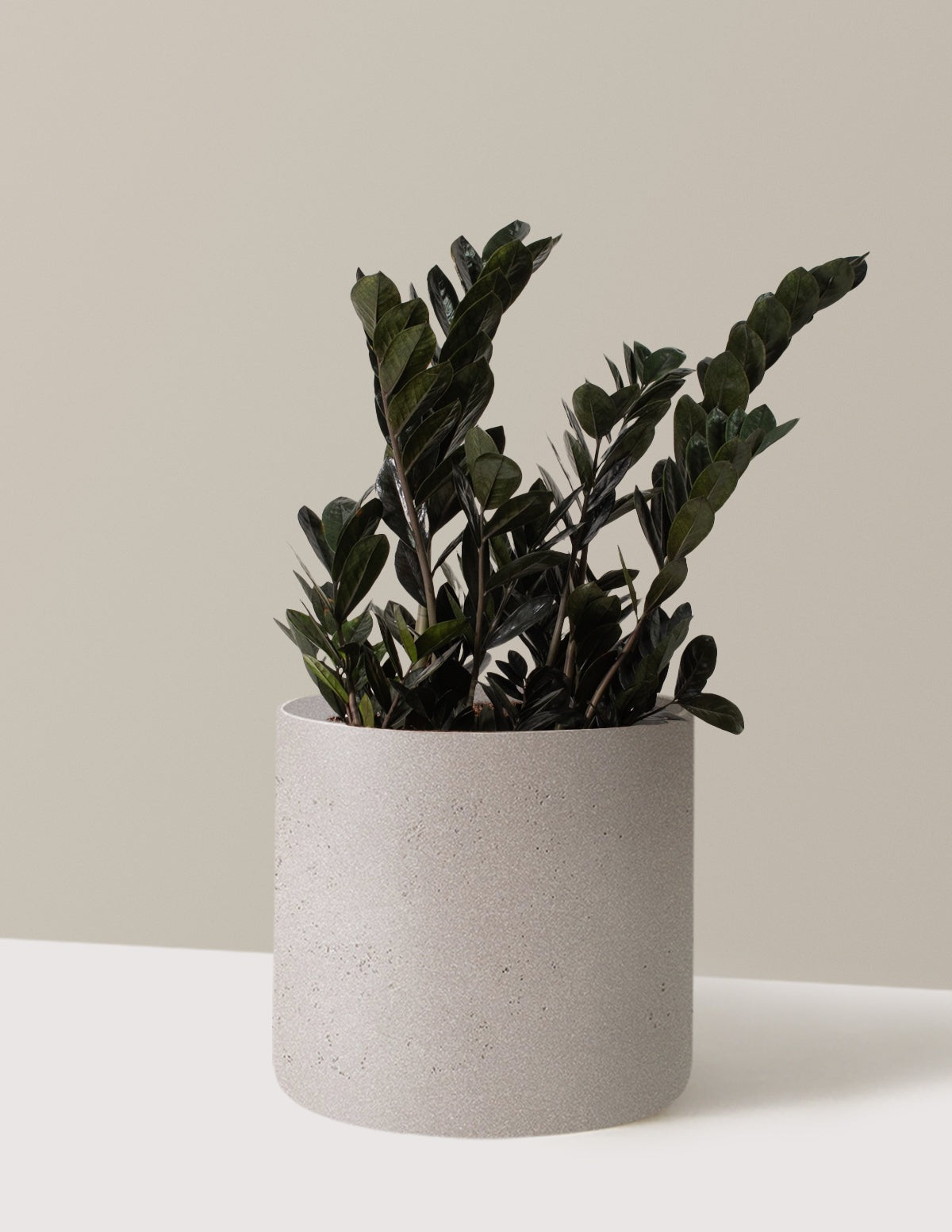 Black ZZ Plant