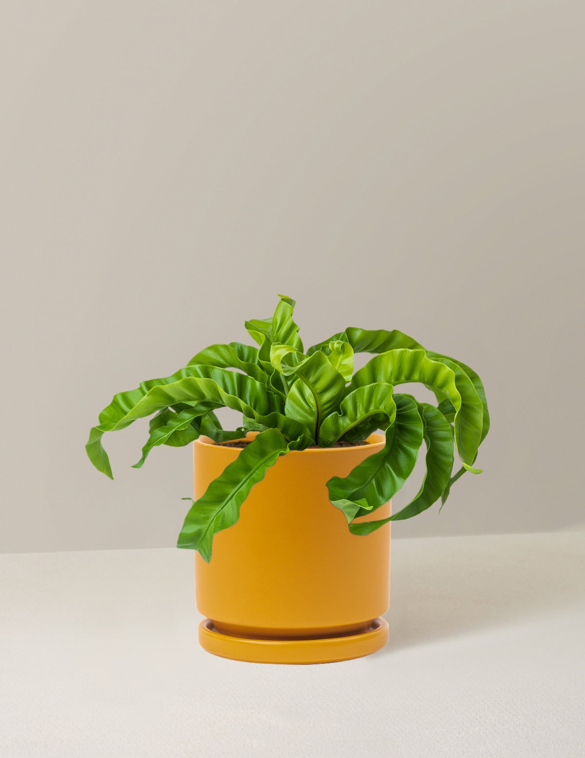 Hurricane Fern