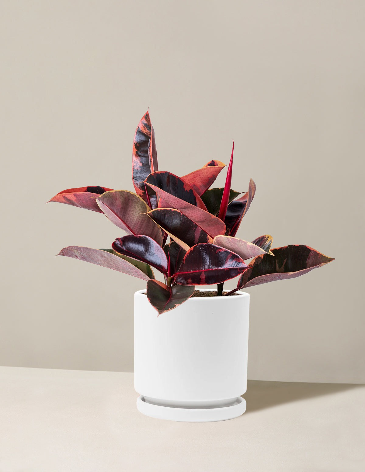Ficus Ruby
