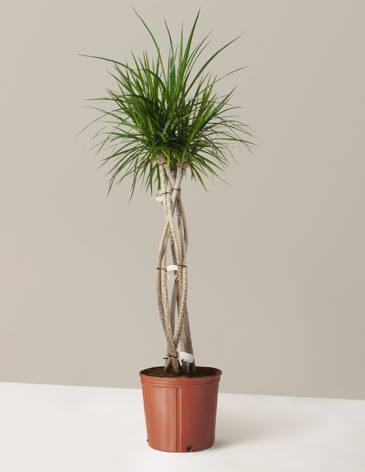 Dracaena Marginata Open Weave