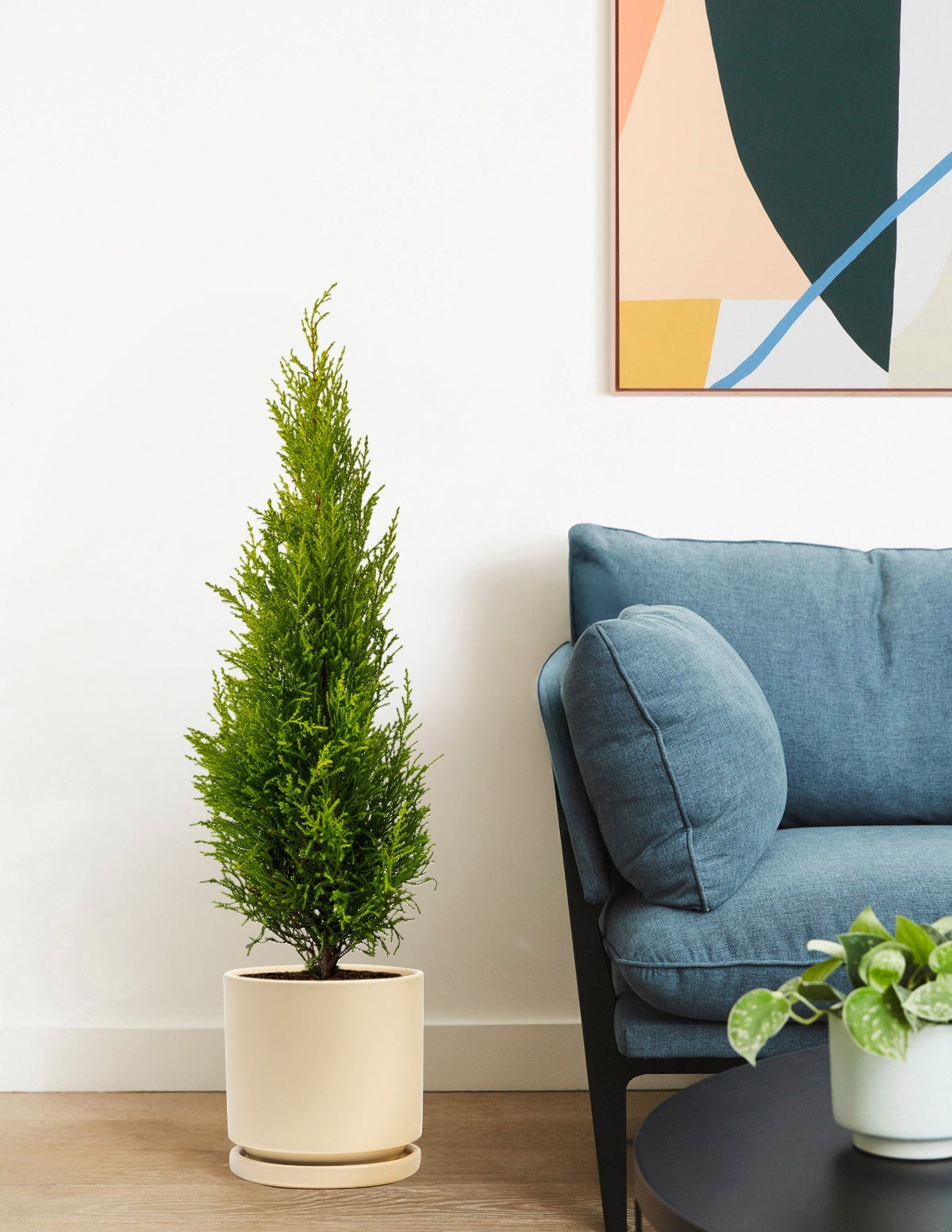 Wilma Goldcrest Lemon Cypress