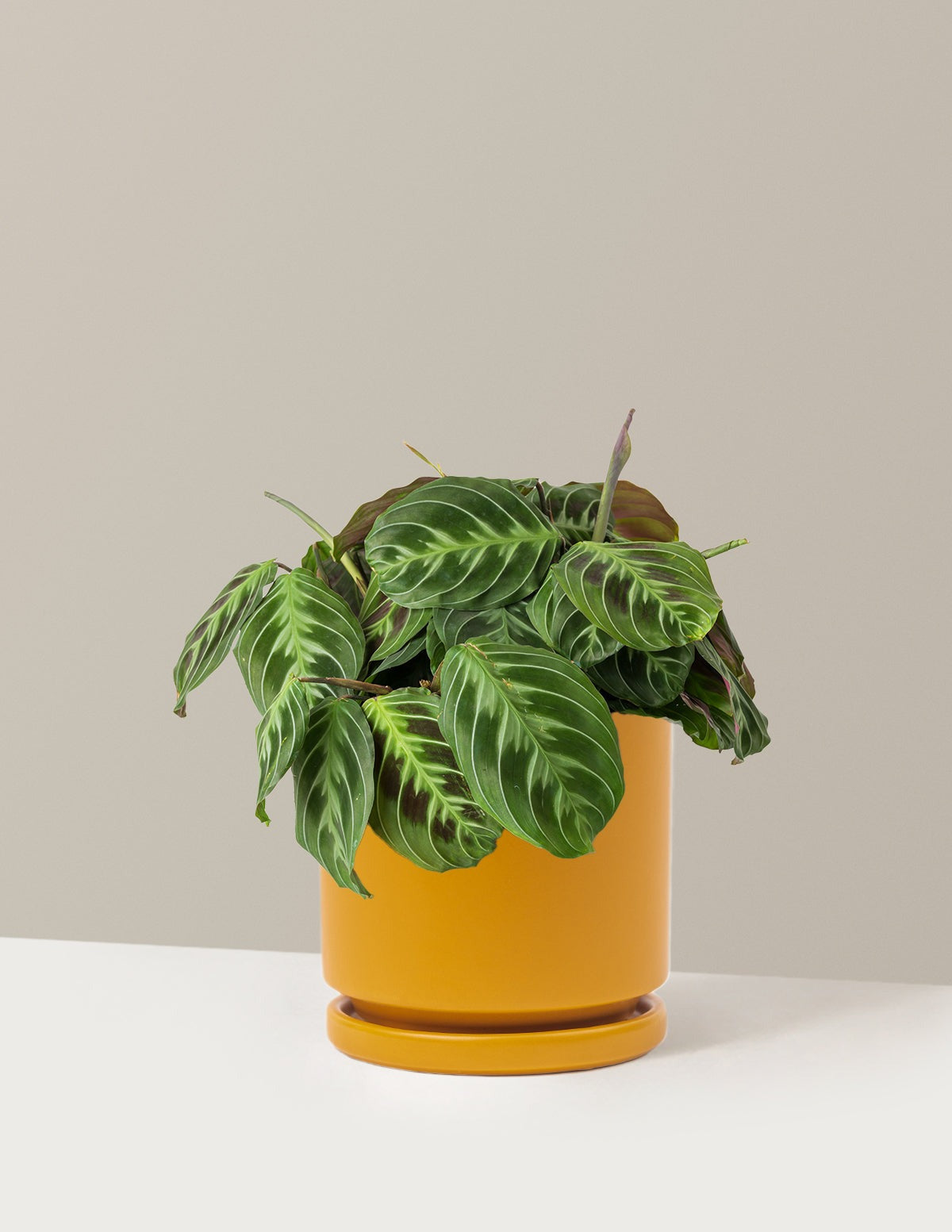 Black Prayer Plant