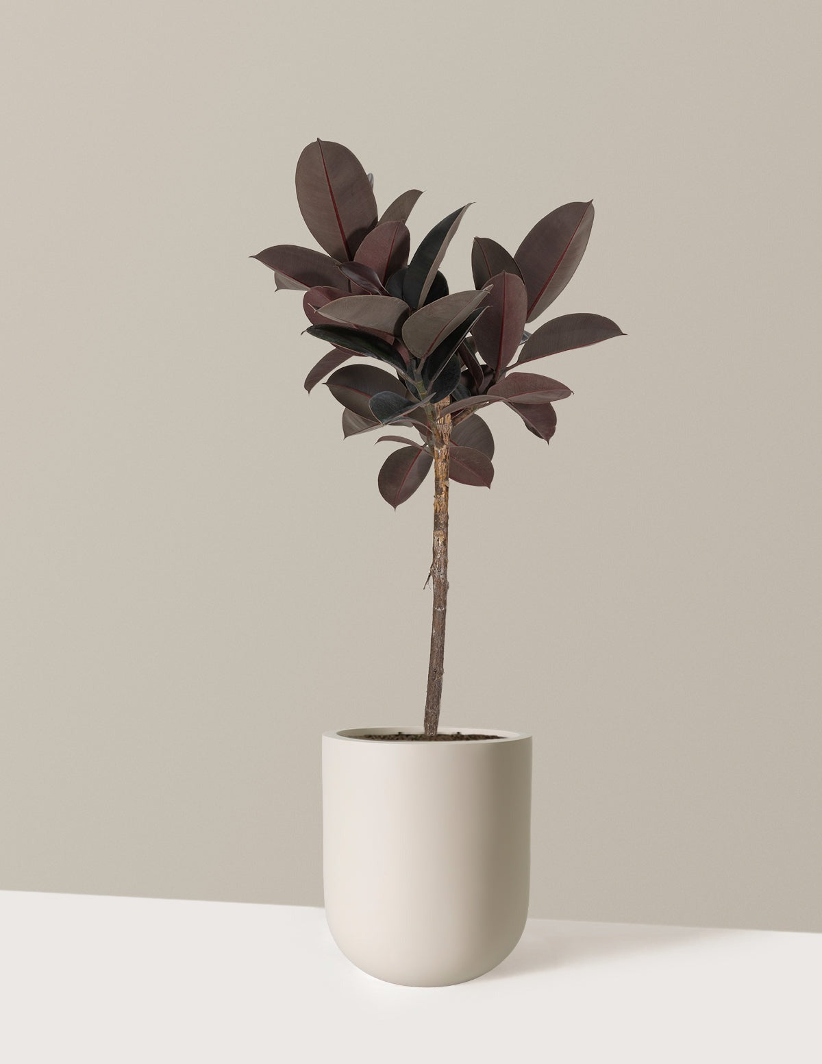 Ficus Burgundy Rubber Tree