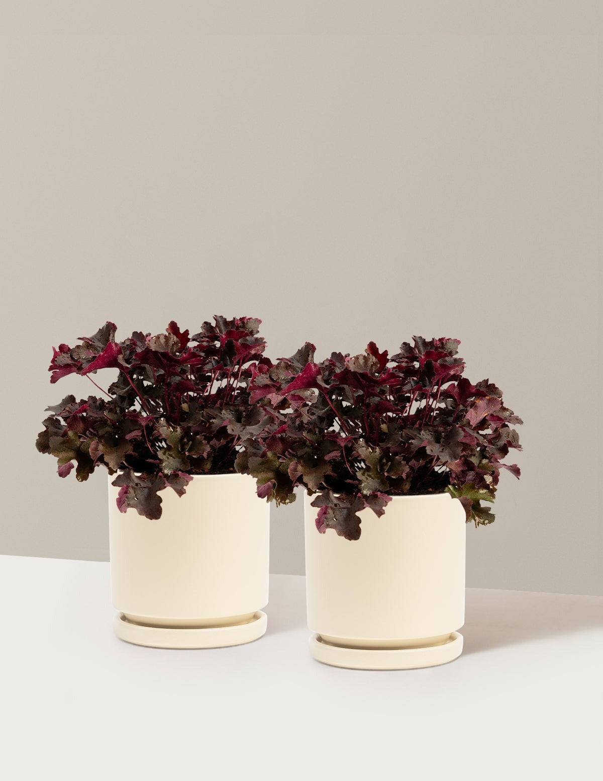 Balboa Sunset® Heuchera