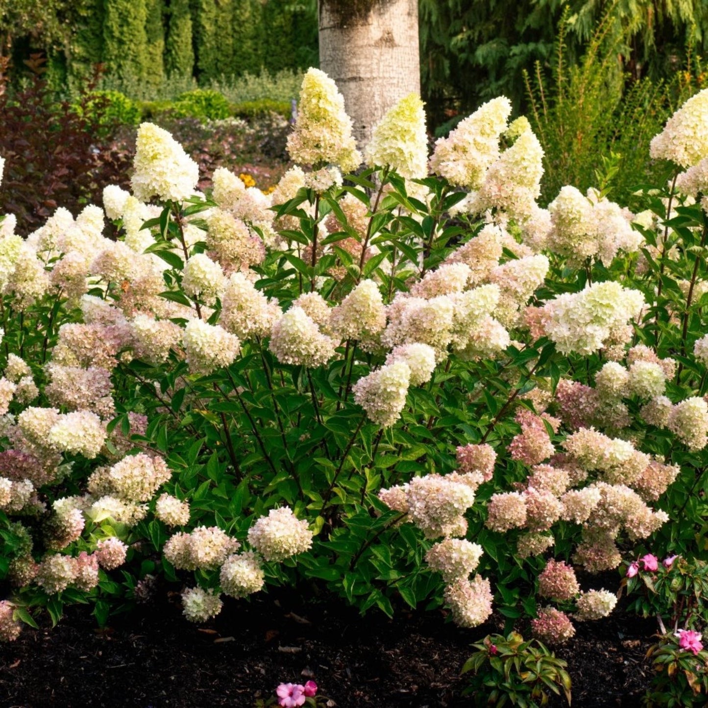 Dragon BabyTM Hydrangea