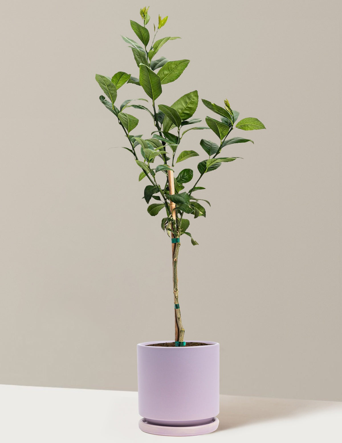 Meyer Lemon Tree