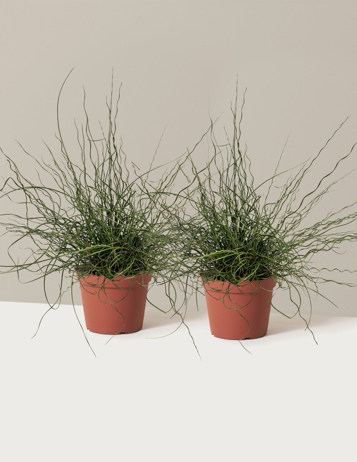 ColorGrass® Twister