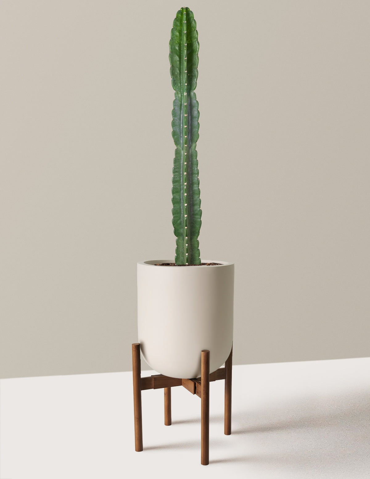 Cuddly Cactus