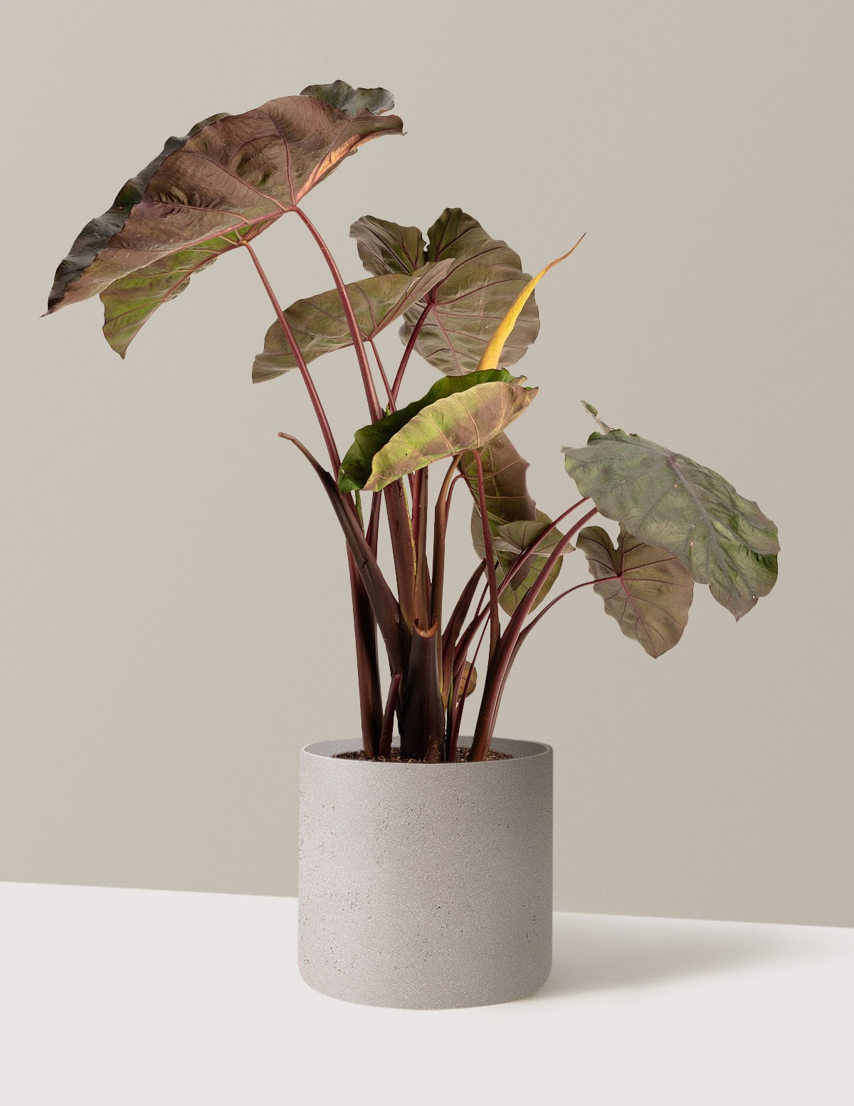 RedemptionTM Colocasia