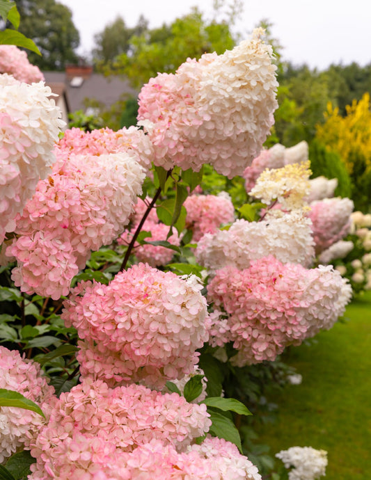 Vanilla StrawberryTM Hydrangea