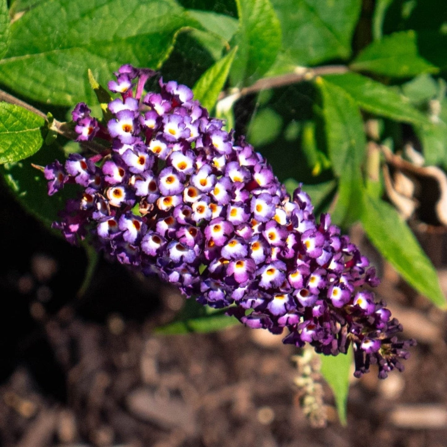 Blueberry PieTM Butterfly Bush