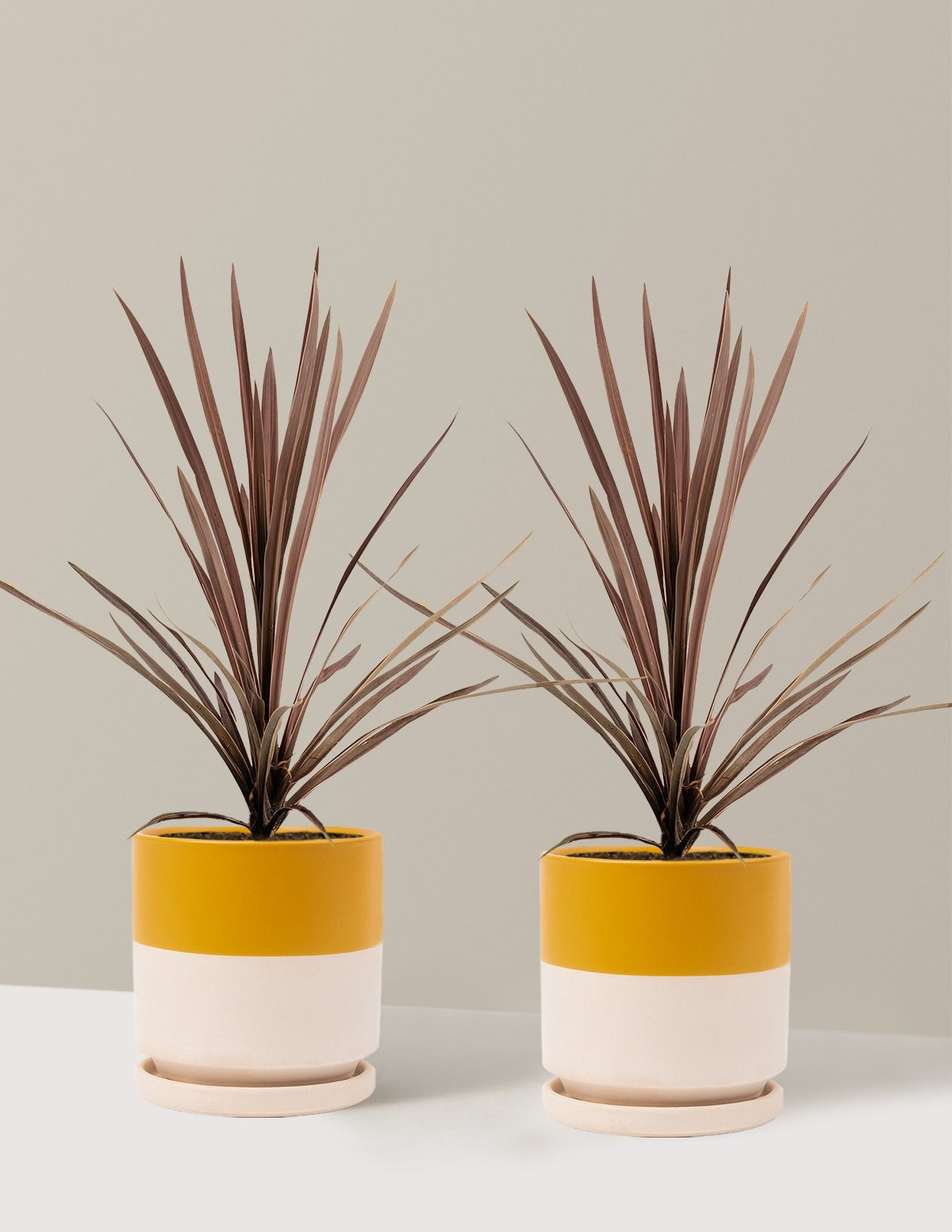Bauer's Cordyline