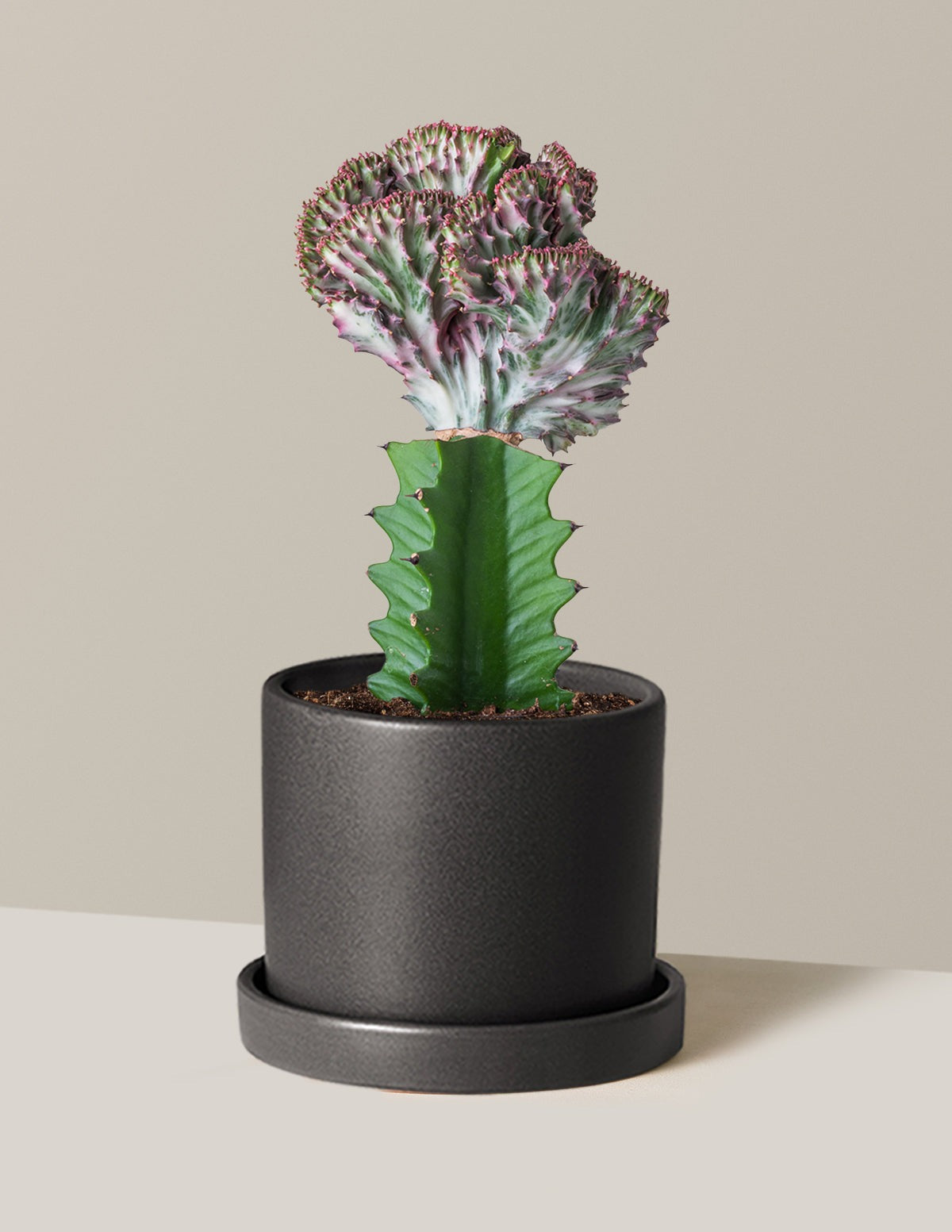 Mermaid Tail Cactus