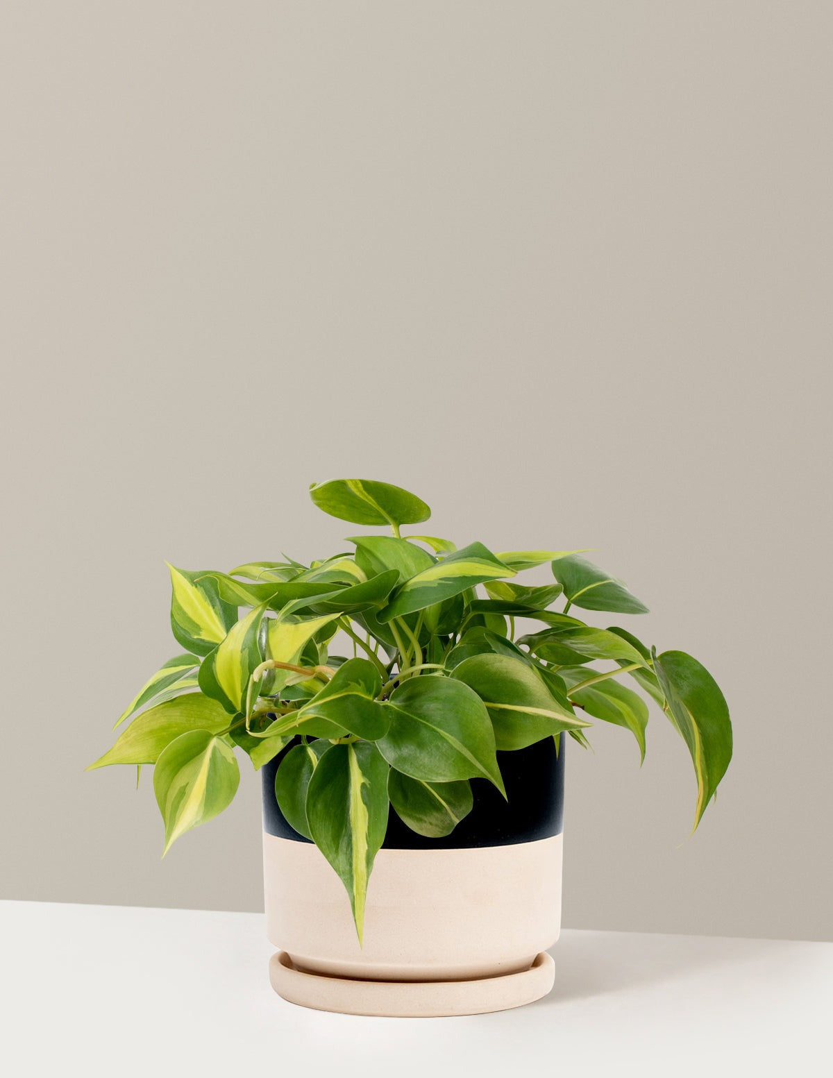 Philodendron Brasil