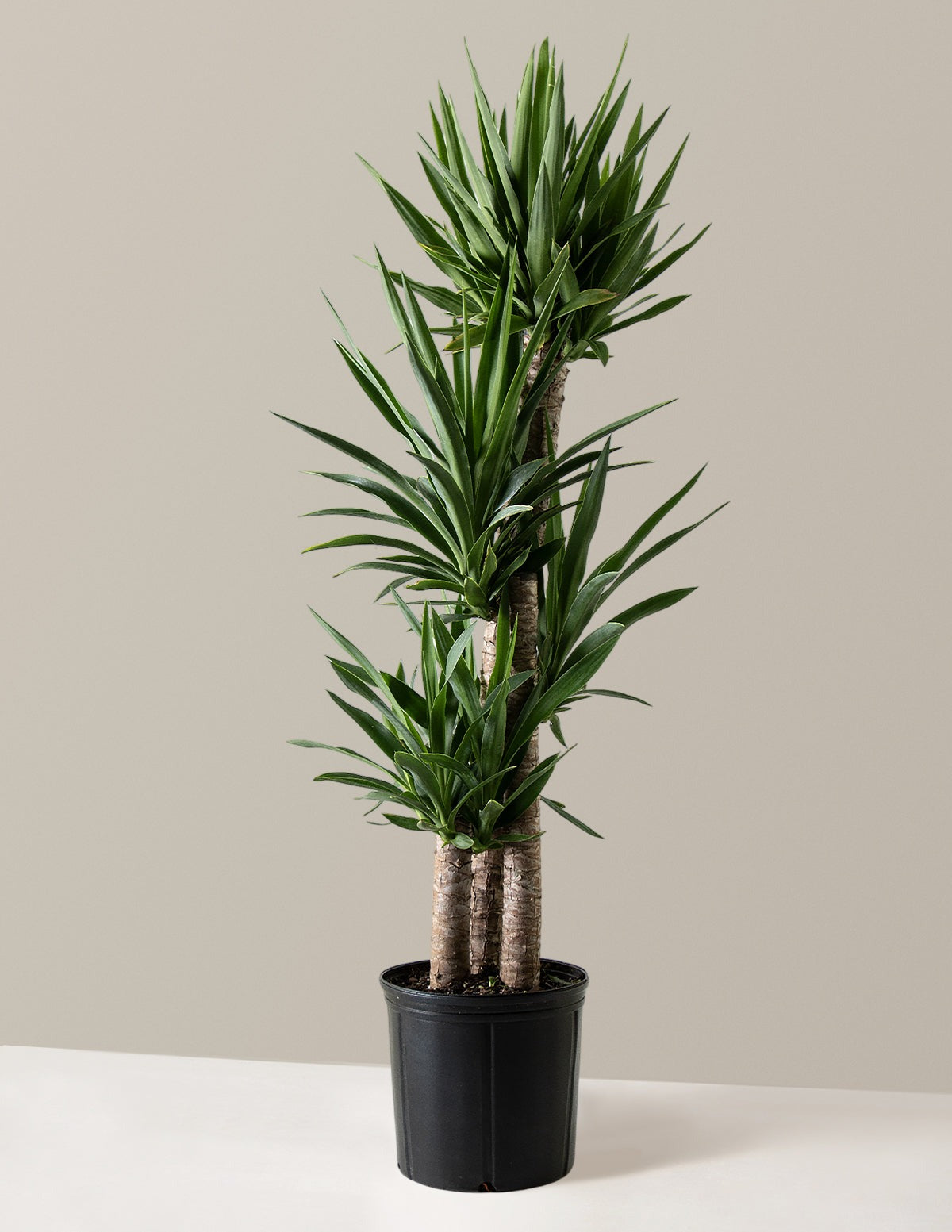 Yucca Plant Multi Stem