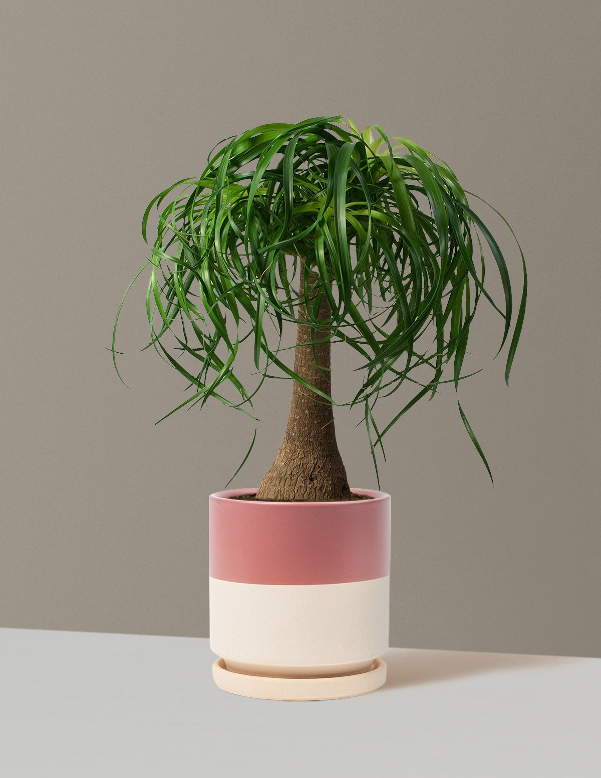 Ponytail Palm